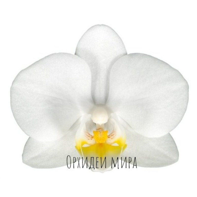 Көк орхидея инцесті